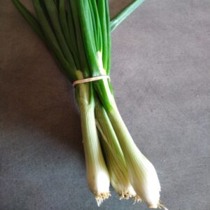 Oignon blanc - Botte