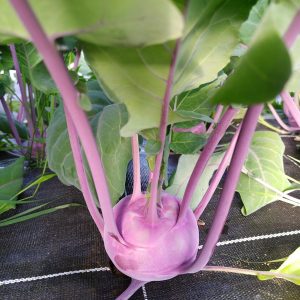 chou rave, légume produit à Québriac, vendu à Québriac, Tinténiac, Dingé