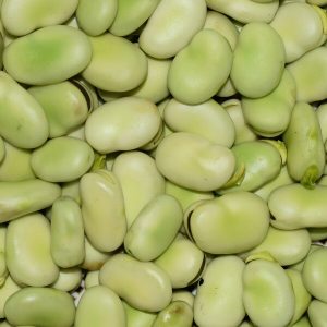 fève, légume produit à Québriac, vendu à Québriac, Tinténiac, Dingé